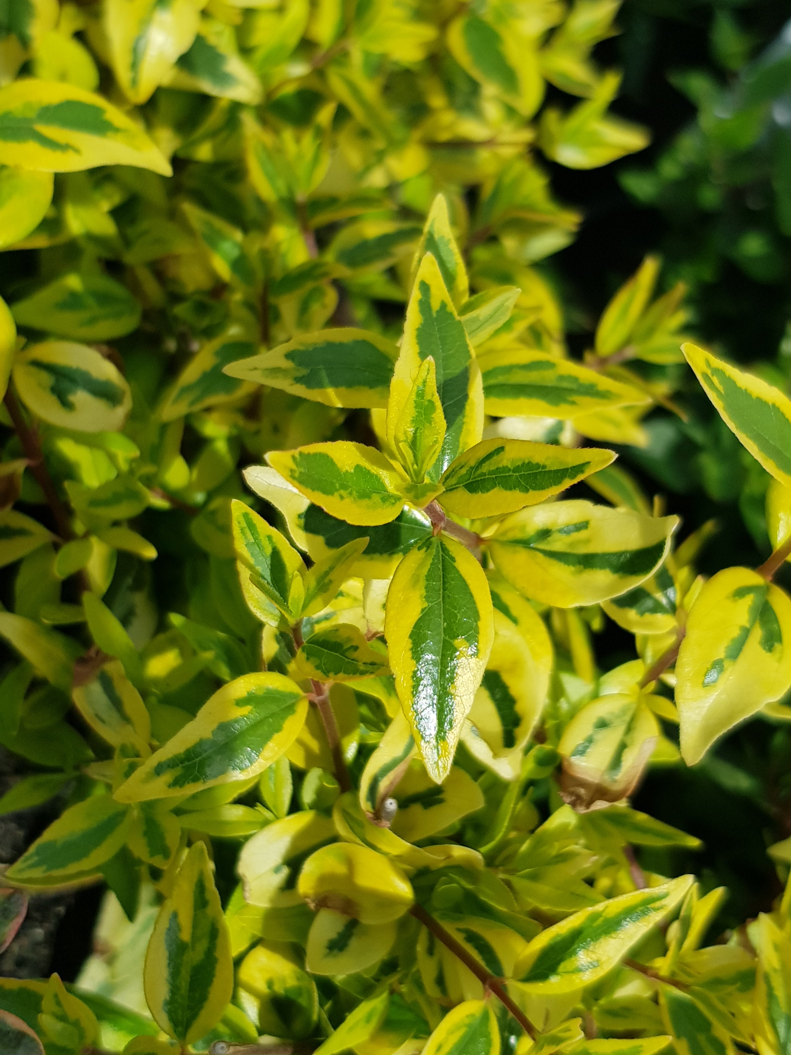 Abelia - Peach - One Red Hill